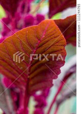 Crimson amaranth plant leaf, close-up. Amaranthus cruentus is a flowering plant species that yields the nutritious staple amaranth grain. Crimson amaranth plant leaf, close-up. Amaranthus cruentus is a flowering plant species that yields the nutritious staple amaranth grain. 111244765