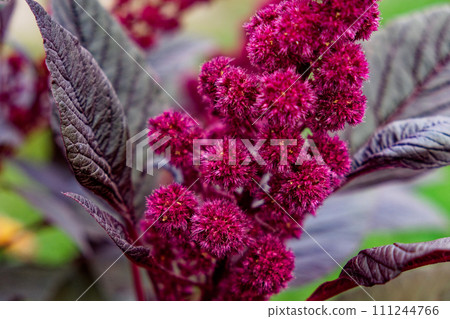 A vibrant pink flower stands out against green and purple leaves. A vibrant pink flower stands out against green and purple leaves. 111244766