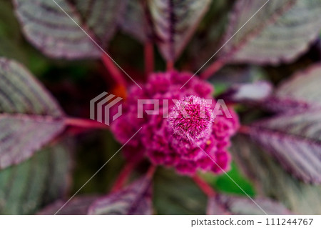 The image captures a detailed view of a textured pink flower and leaves. 111244767