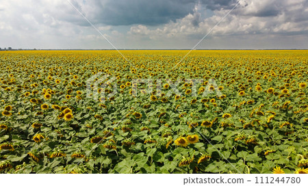 A field of sunflowers under a cloudy sky. 111244780