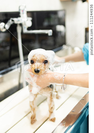 約克夏犬在狗沙龍接受洗髮精 111244936
