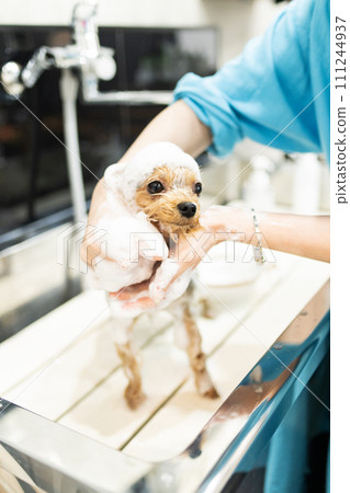 約克夏犬在狗沙龍接受洗髮精 111244937