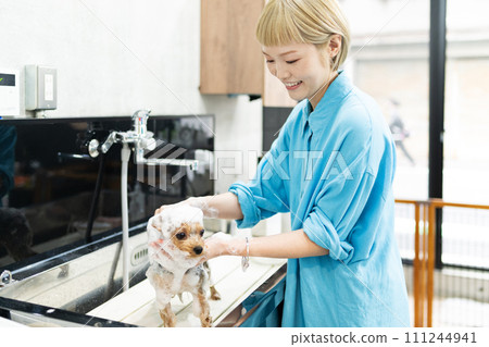 Yorkshire terrier being shampooed at a dog salon 111244941