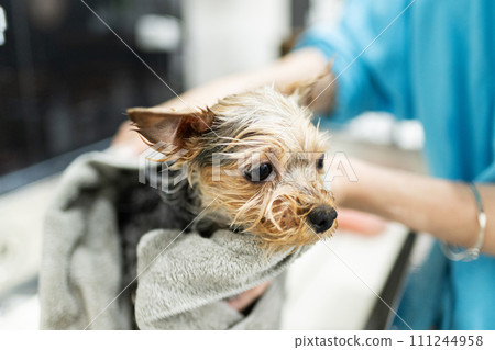 Yorkshire terrier getting his body wiped after shampooing at a dog salon 111244958