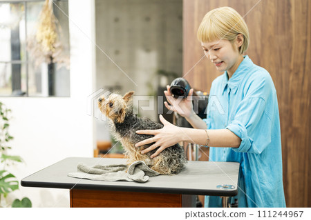 女美容師洗頭後用吹風機幫約克夏梗犬洗澡 111244967