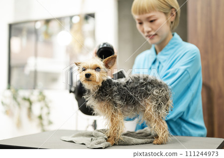 女美容師洗頭後用吹風機幫約克夏梗犬洗澡 111244973