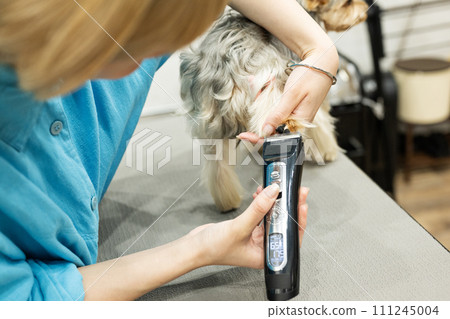 女美容師正在幫約克夏犬剪腳底毛 111245004