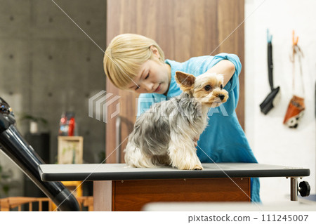 A female groomer cuts the hair on the soles of a Yorkshire terrier A female groomer cuts the hair on the soles of a Yorkshire terrier 111245007