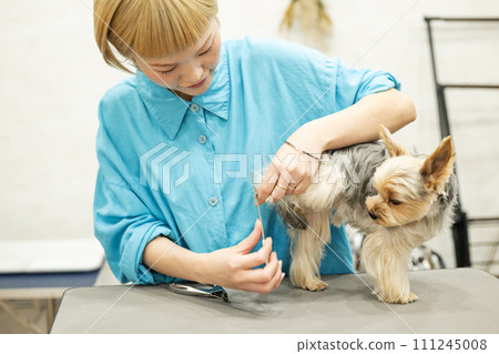 Female groomer taking care of Yorkshire Terrier's nails Female groomer taking care of Yorkshire Terrier's nails 111245008