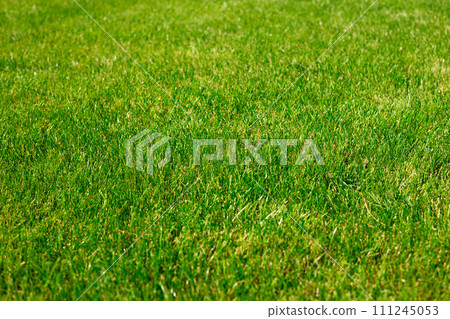 Green sheared groomed lawn, texture of a green grass. Abstract natural background with selective focus. Green grass lawn in the garden Green sheared groomed lawn, texture of a green grass. Abstract natural background with selective focus. Green grass lawn in the garden 111245053