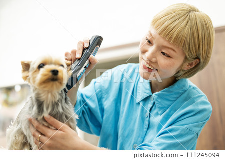 Female groomer cutting the hair of a Yorkshire terrier Female groomer cutting the hair of a Yorkshire terrier 111245094
