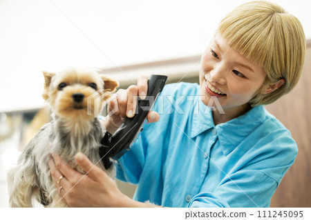 Female groomer cutting the hair of a Yorkshire terrier 111245095