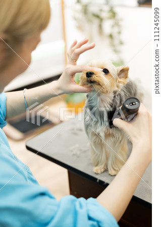 Female groomer cutting the hair of a Yorkshire terrier 111245099