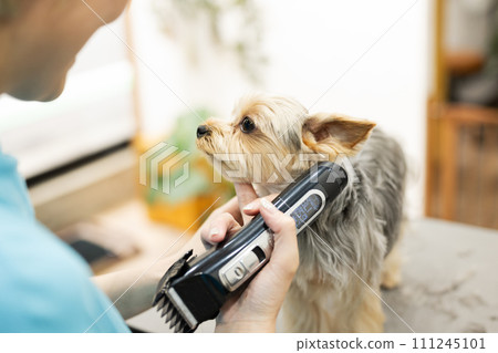 Yorkshire Terrier getting his hair trimmed at a pet salon 111245101