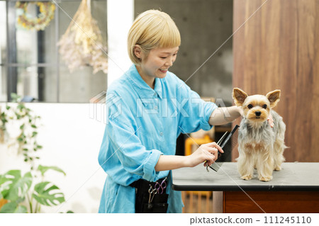 Female groomer cutting the hair of a Yorkshire terrier 111245110