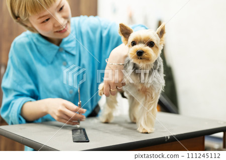 Female groomer cutting the hair of a Yorkshire terrier 111245112