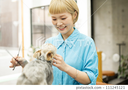 A female groomer cuts the hair around the face of a Yorkshire terrier 111245121