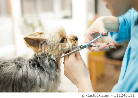 Yorkshire Terrier having his facial hair cut 111245131