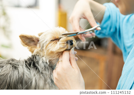 Yorkshire Terrier having his facial hair cut Yorkshire Terrier having his facial hair cut 111245132