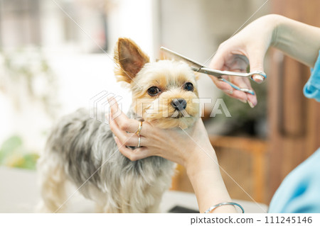 約克夏犬正在剪鬍子 111245146