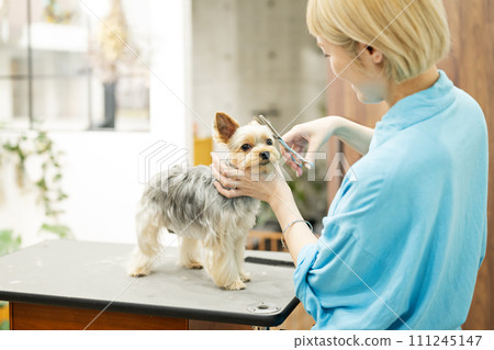 約克夏犬正在剪鬍子 約克夏犬正在剪鬍子 111245147