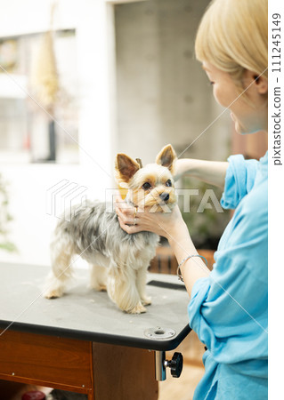 A female groomer cuts the hair around the face of a Yorkshire terrier 111245149