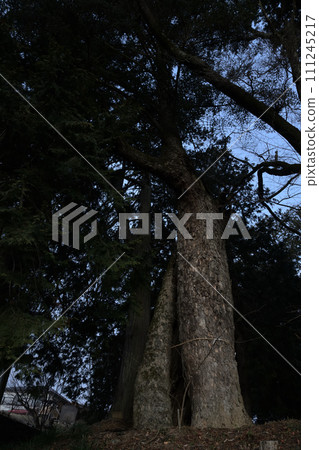 Large fir tree at Shirasu Wakamiya Hachiman Shrine, Hakushu-cho, Hokuto City 111245217