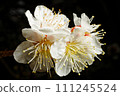 Plum blossom branch tips macro photography 111245524