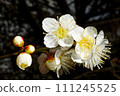 Macro photography of early plum blossoms and buds 111245525