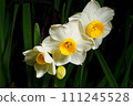 White daffodil horizontal shot 111245528