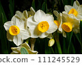 White daffodil, daffodil flower, horizontal shot 111245529