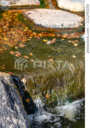Maple leaves flowing in the water, autumn in Japan Maple leaves flowing in the water, autumn in Japan 111245830