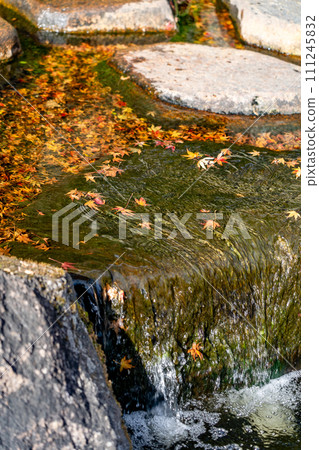 Maple leaves flowing in the water, autumn in Japan 111245832