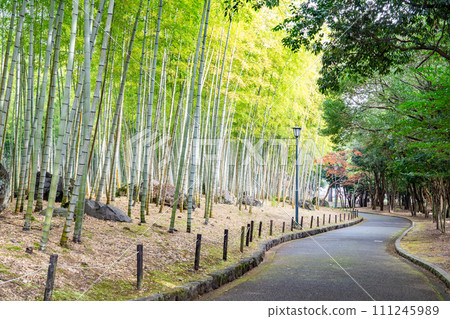 Bamboo grove in Beppu park 111245989