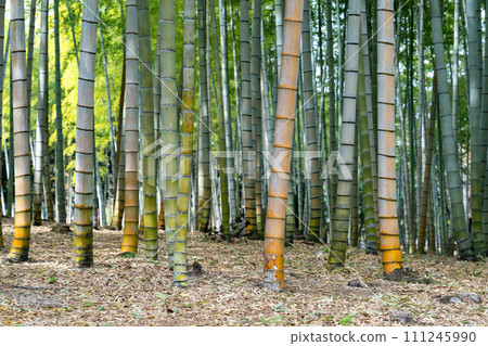Bamboo grove in Beppu park 111245990