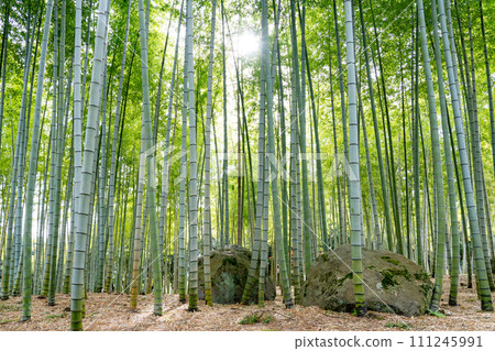 Bamboo grove in Beppu park 111245991