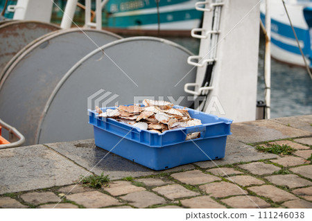 Fresh Scallops at a port of Dieppe France Fresh Scallops at a port of Dieppe France 111246038