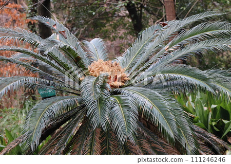 雌性蘇鐵的種子和大孢子葉 111246246