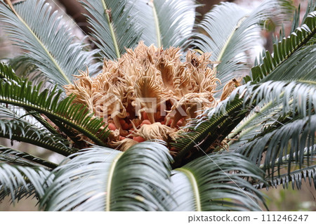 雌性蘇鐵的種子和大孢子葉 111246247