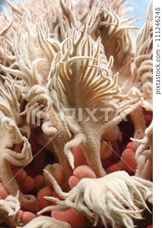 雌性蘇鐵的種子和大孢子葉 111246248