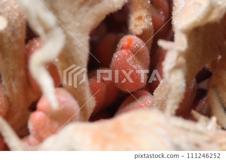 Seeds and megasporophylls of a female cycad 111246252