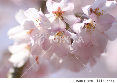 Spring has come 111246253
