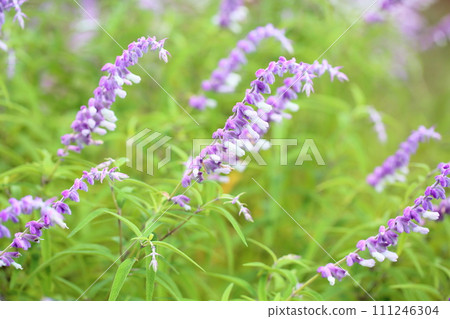 Salvia leucansa flowers Salvia leucansa flowers 111246304