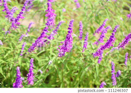Salvia leucansa flowers Salvia leucansa flowers 111246307