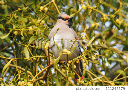 太平鳥和槲寄生 111246379