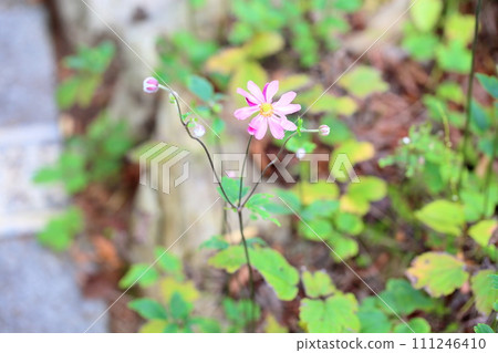 Shuigayuki flower 111246410