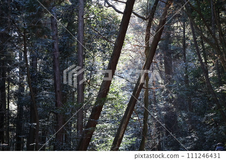 Landscape in the mountains with a forest of green trees that feel the light Landscape in the mountains with a forest of green trees that feel the light 111246431