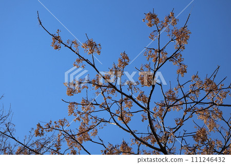 Scenery looking up at the blue sky and the branches of a tree bearing melon fruits Scenery looking up at the blue sky and the branches of a tree bearing melon fruits 111246432