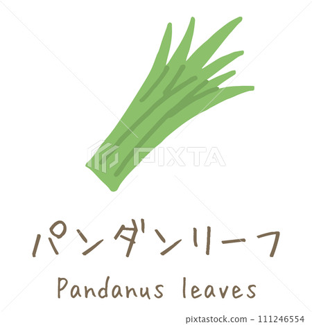 Pandanus leaves illustration Pandanus leaves illustration 111246554