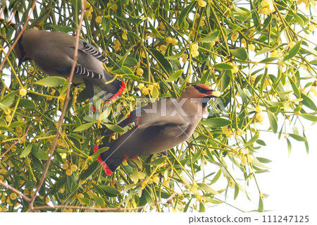A waxwing holding a mistletoe in its mouth just before taking flight 111247125